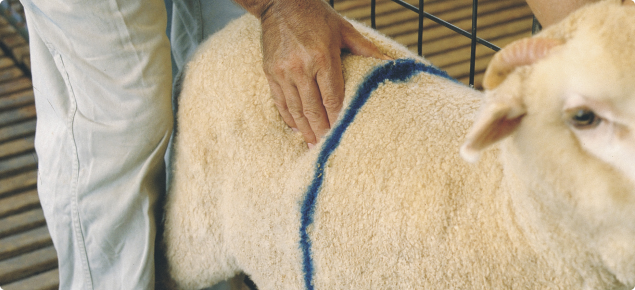Position of the hand on the sheeps back for condition scoring sheep.  The thumb should  be placed on the backbone and the fingers feeling the short ribs. 