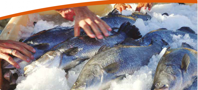 Aquaculture Salmon