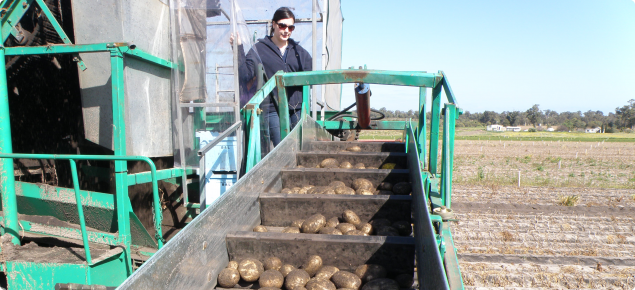 Harvesting potatoes showing the tubers on the elevator