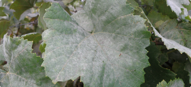 Grapevine leaf with covering of ash-grey mildew