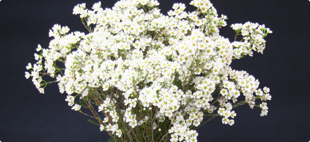 White hybrid waxflower