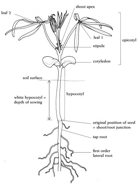A black and white diagram of a lupin seedling at the two leaf stage. Parts of the seedling are labled. These include: roots, hypocotyl, cotyledons, leaf, shoot apex and stipule.
