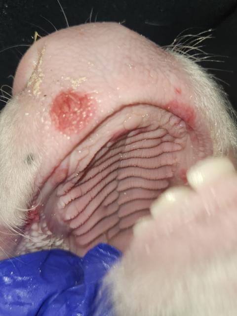 Nose of calf showing lesions