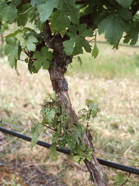 Applying a polybutane sticky band to the trunk of grapevines will prevent garden weevil adults from entering the canopy