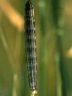 An armyworm caterpillar with three parallel white stripes on the collar just behind the head.