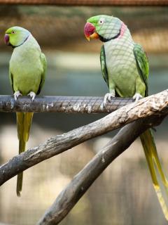Female and male Indian ringneck parakeets