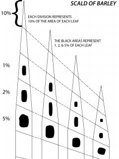 Percentage of leaf area covered by scald of barley