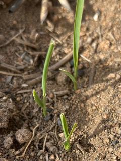 Slater chewing damage on oat seedlings