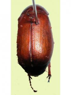 Adults of whitegrubs are beetles that have a hard shell. A pair of wings is folded under their back