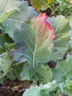 A close-up view of Turnip yellows virus symptoms on canola leaves.