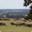 mob of sheep grazing green pasture