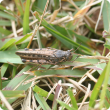 Urnisa grasshopper