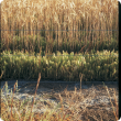 Barley grass in crop