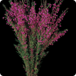 A bunch of Boronia heterophylla