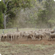 Weaner Merinos leaving the yards after being checked for flystrike.