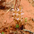 broomrape