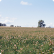 One-leaf cape tulip (Moraea flaccida) infestation