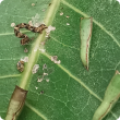 1 Mango shoot looper - larvae on damaged leaf