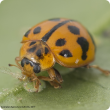 1 Predatory insects on TPP_ladybird 11 DSC_7056