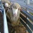 Sheep with photosensitisation; exposed raw tissue on the face and muzzle