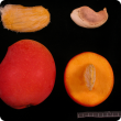 Fruit and seed of NMBP-1243