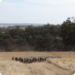 Merino ewes being taken to a paddock ready for mating.