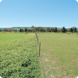 photograph of sheep grazing comparison