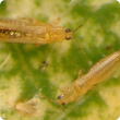 Thrips