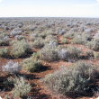 Photograph of a Nullarbor community in good condition