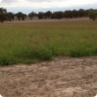 Photo showing green, knee high perennial pasture in paddock.