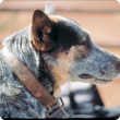 Greying cattle dog with a leather collar.