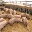 Healthy grower pigs in a pen feeding on a quality grain to minimise the risk of mycotoxin production
