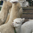 A white alpaca has a brass tag in its ear. The tag is an approved identifier which is legally recognised. 