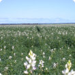 Flowering lupin crop 