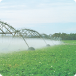 Potato crop being watered by a centre pivot irrigation system.