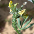 Bluegreen aphid on yellow  flowering bud of  lupin