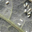 Whitefly adults lay eggs on the lower side of young leaves