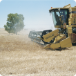 Header harvesting a field of yellow serradella