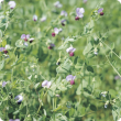 Crop of flowering field peas