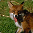 Close up photo of a fox with its mouth slightly open,
