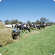 Cattle eating Silage