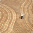 Harvesting wheat