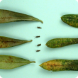 Typical OLB damage and symptoms on the lower (left) and upper (right) surface of leaves (cm scale on far left side). Some adult OLB’s are shown to indicate size.   
