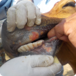 Foot-and-mouth disease lesions in the mouth of a Nepalese cow. These lesions are about five days old.