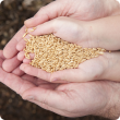 A photograph of a childs hands which are cupped together to hold some wheat grain. An adult male's hands are also cupped below the child's hands and are supporting the child's hands.