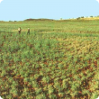 Photograph of a dense stand of barley Mitchell grass in good condition in the PIlbara