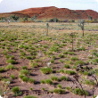 Photograph of a hard spinifex grassland of limestone spinifex in good condition