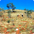 Photograph of a hummock grassland of echidna spinifex with an overstorey of snappy gum in good condition