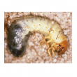 Whitegrubs are the larval stage of beetles. Both larvae and adults damage crops