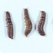 Bronzed field beetle larvae